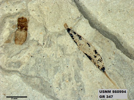 Insecta