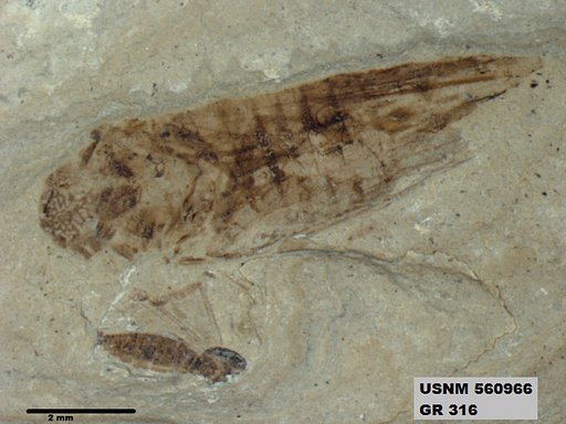 Genus sp