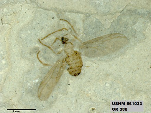 Insecta