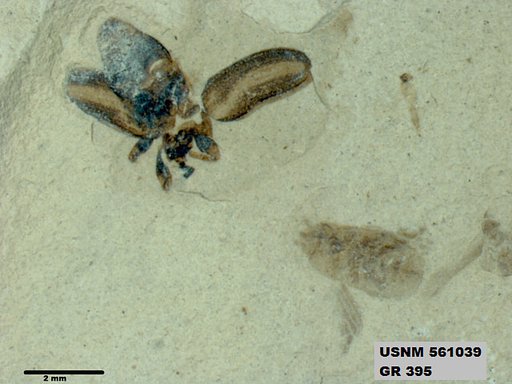 Genus sp