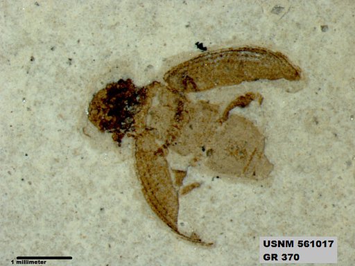 Insecta