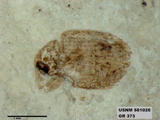 Insecta