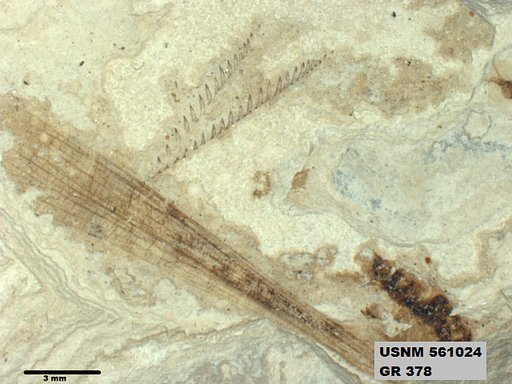 Insecta