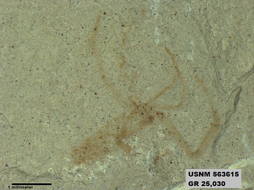 Genus sp