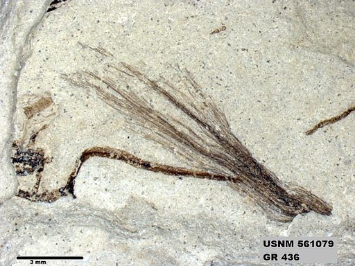 Insecta