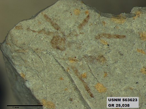 Genus sp