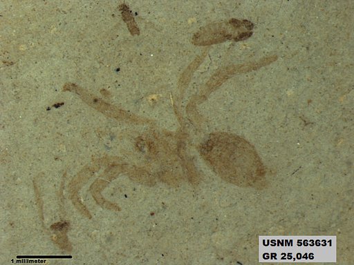 Insecta