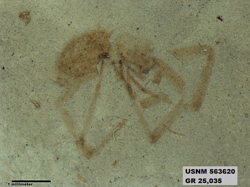 Genus sp