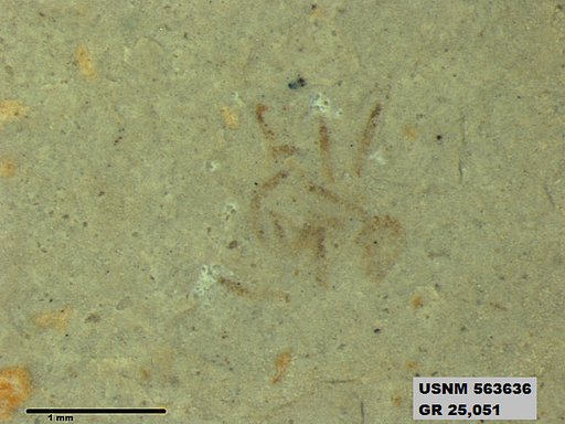 Insecta