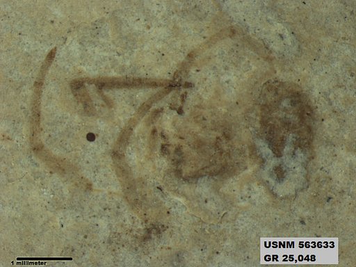 Insecta