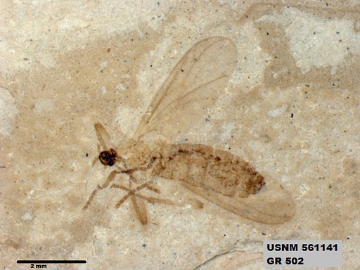 Insecta