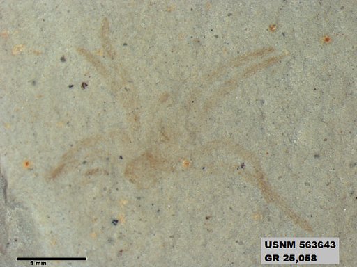 Insecta