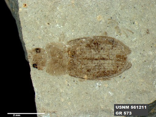Insecta