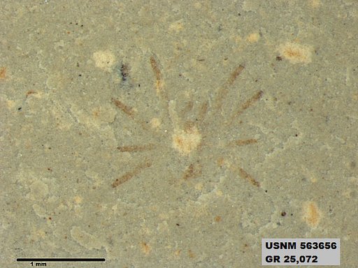 Genus sp