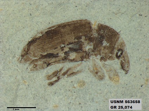 Insecta