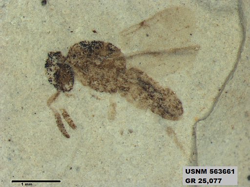 Insecta