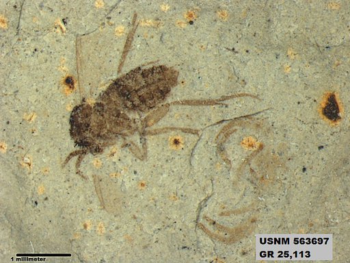 Insecta