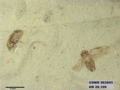 Genus sp