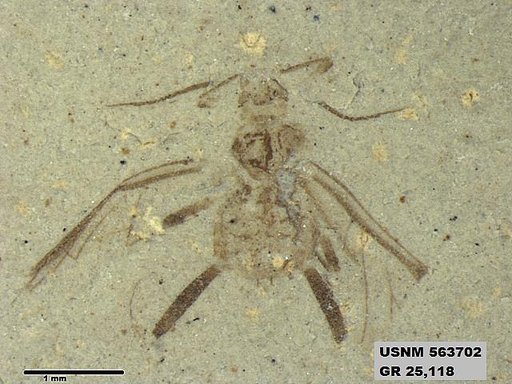 Genus sp