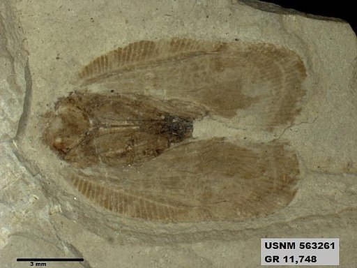 Insecta