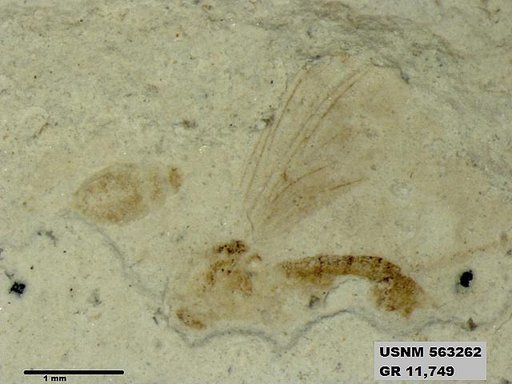Insecta