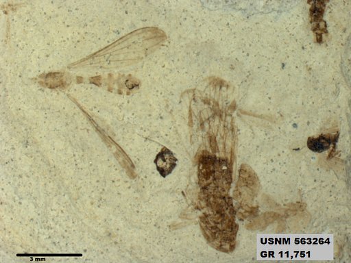Insecta
