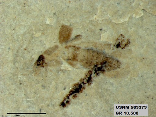 Genus sp