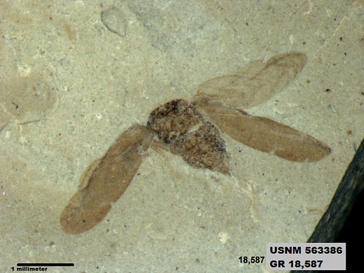 Genus sp