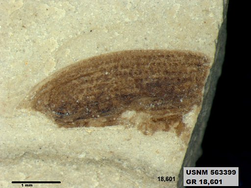 Insecta