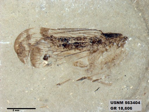 Genus sp