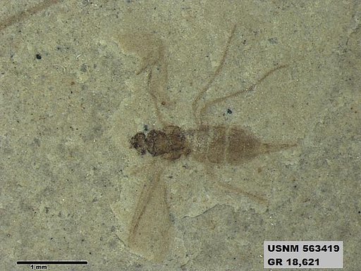 Insecta