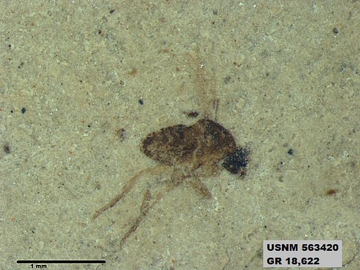 Insecta