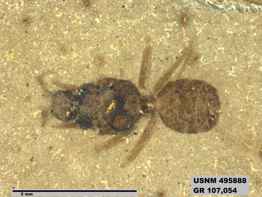 Eoformica pinguis