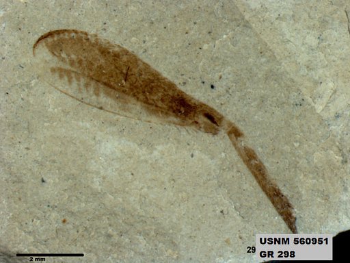 Genus sp