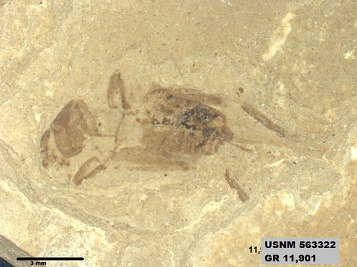 Insecta