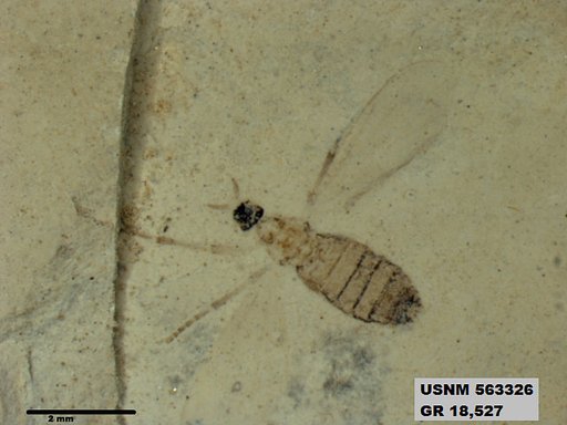 Insecta