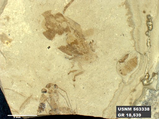 Genus sp