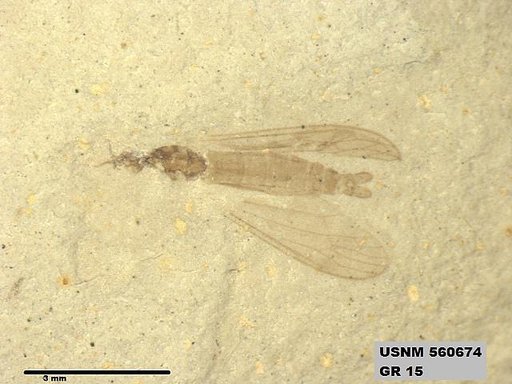 Insecta