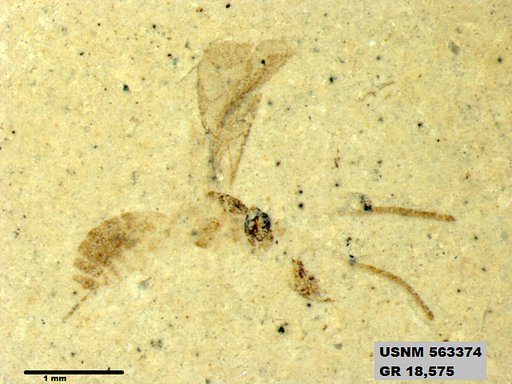 Insecta