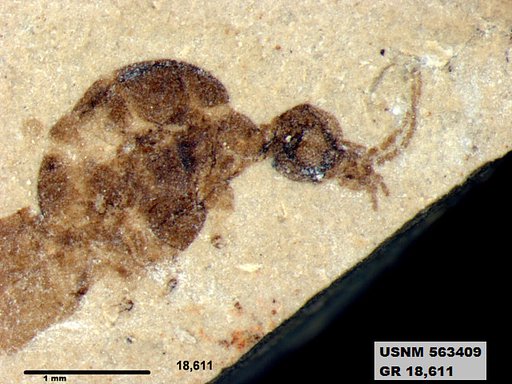 Genus sp