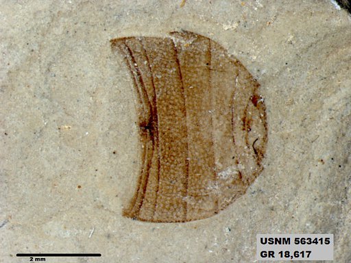Insecta