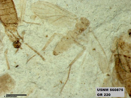 Genus sp