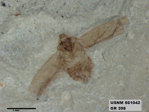 Genus sp