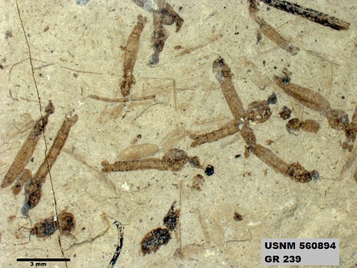 Genus sp
