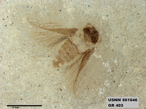 Genus sp