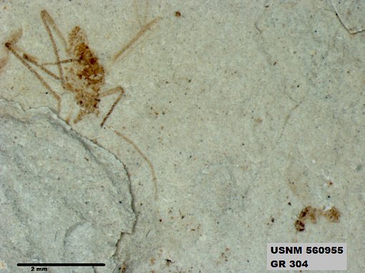 Genus sp