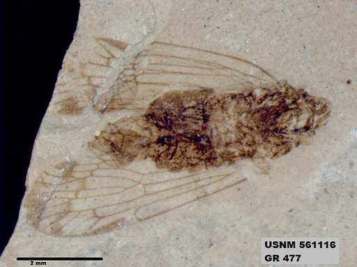 Genus sp