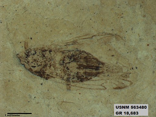 Genus sp