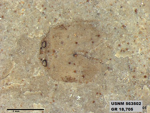 Insecta