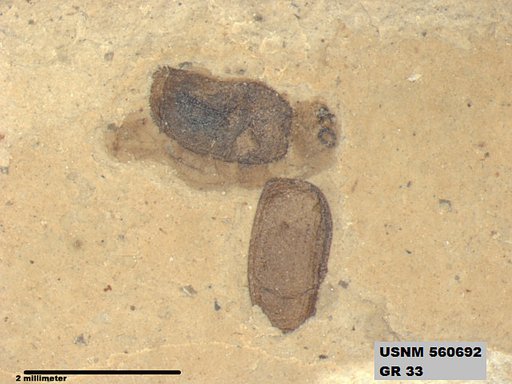 Insecta